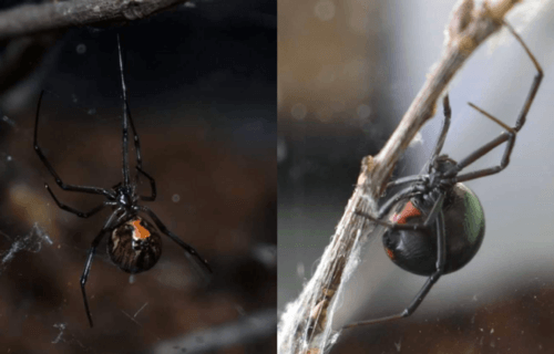 black and brown widow spiders