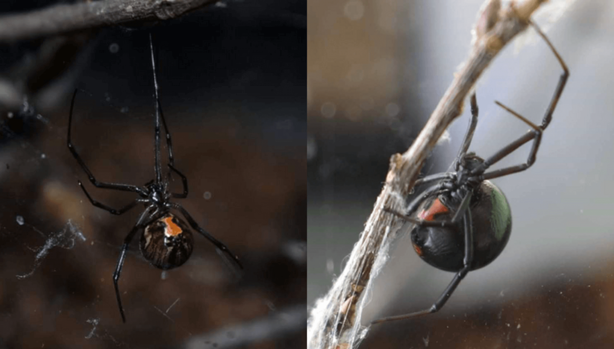 Black widow spiders could face extinction — thanks to their own cousins!