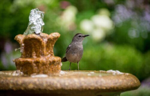 A bird standing in a bird bath with a fountain