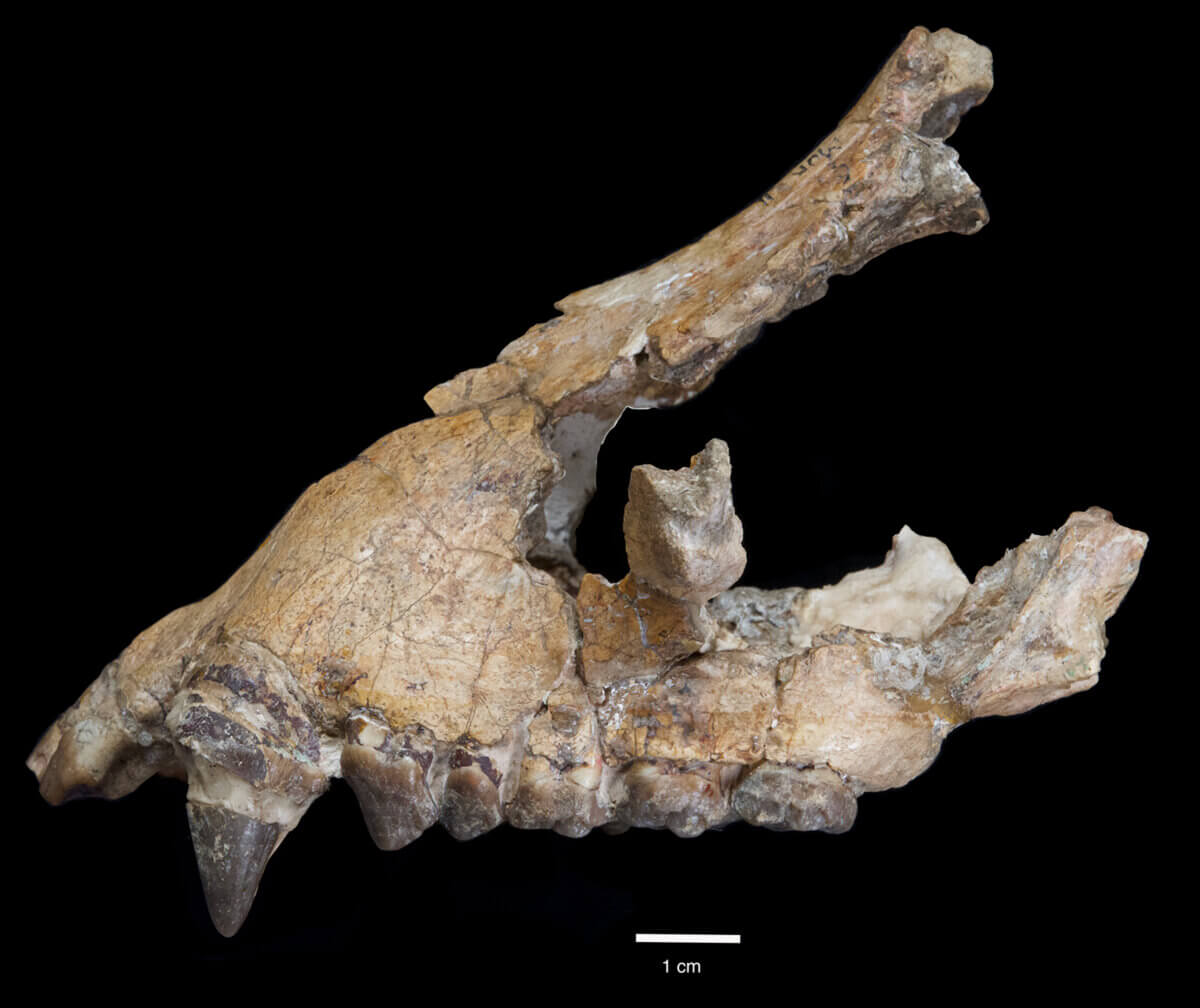 Upper jaw of the Morotopithecus ape