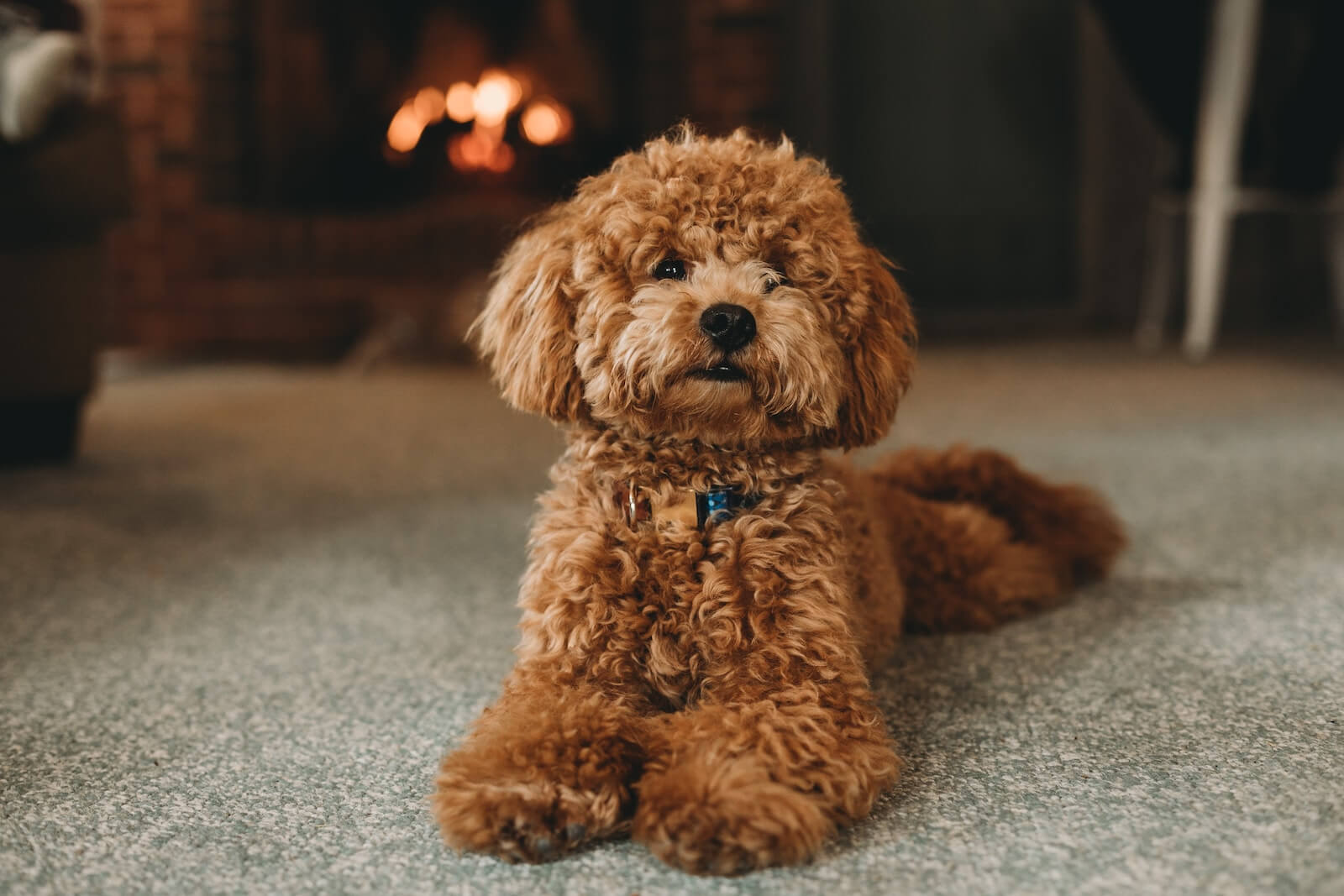 A poodle by a fire
