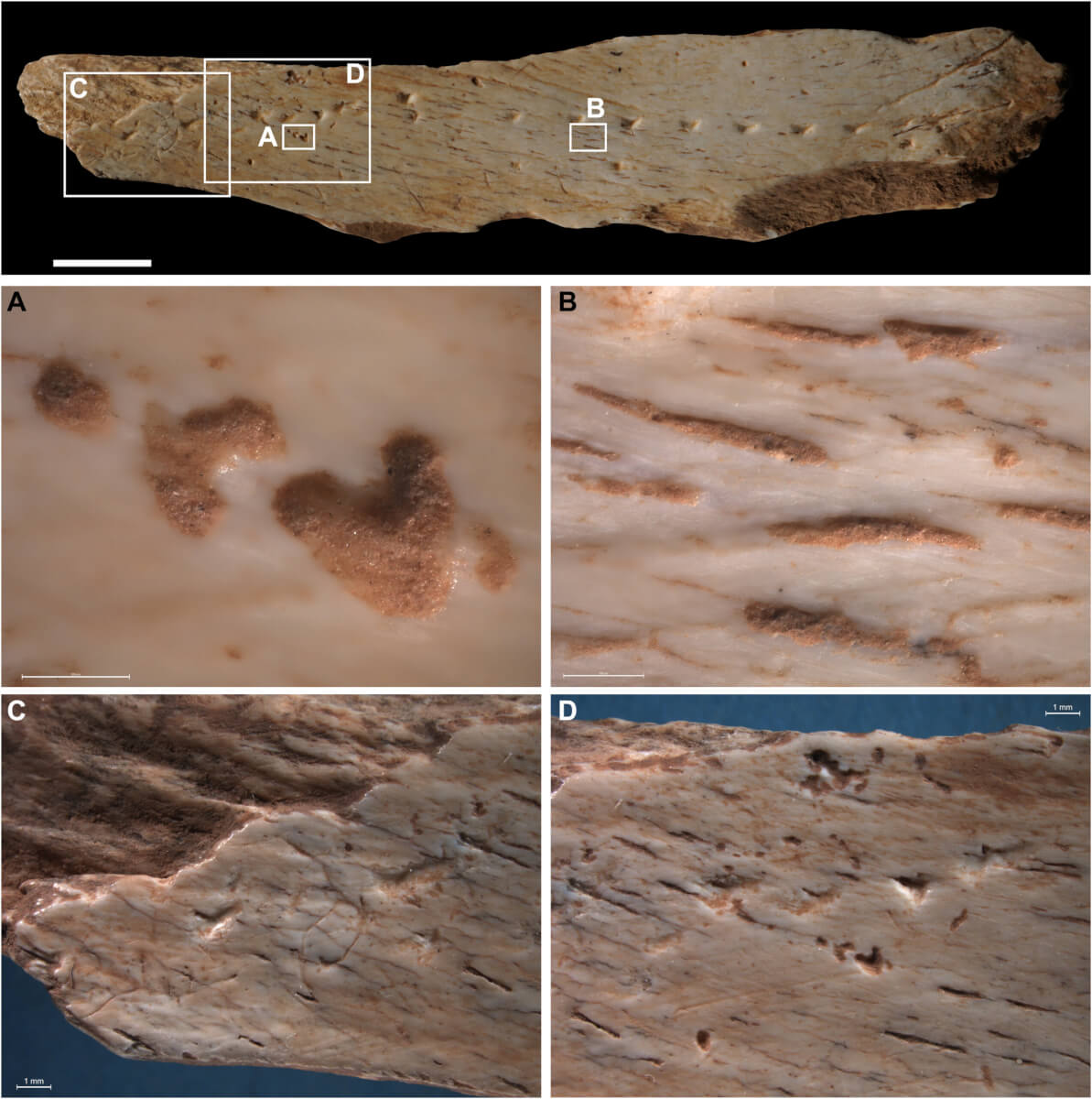 Fig. 3. Natural and anthropogenic alteration of the Canyars bone.(A) The Canyars bone presents a good state of preservation, apart from a few traces of root etching. (B) Vascular openings are filled with reddish-brown sediment, and their outlines are smoothed and rounded. (C and D) Some scraping marks are visible on the surface. Scale bar (top), 1 cm.