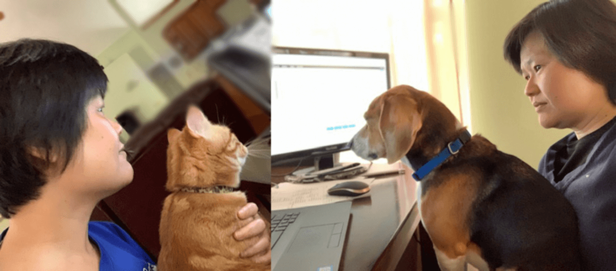 Woman working from home with dog and cat