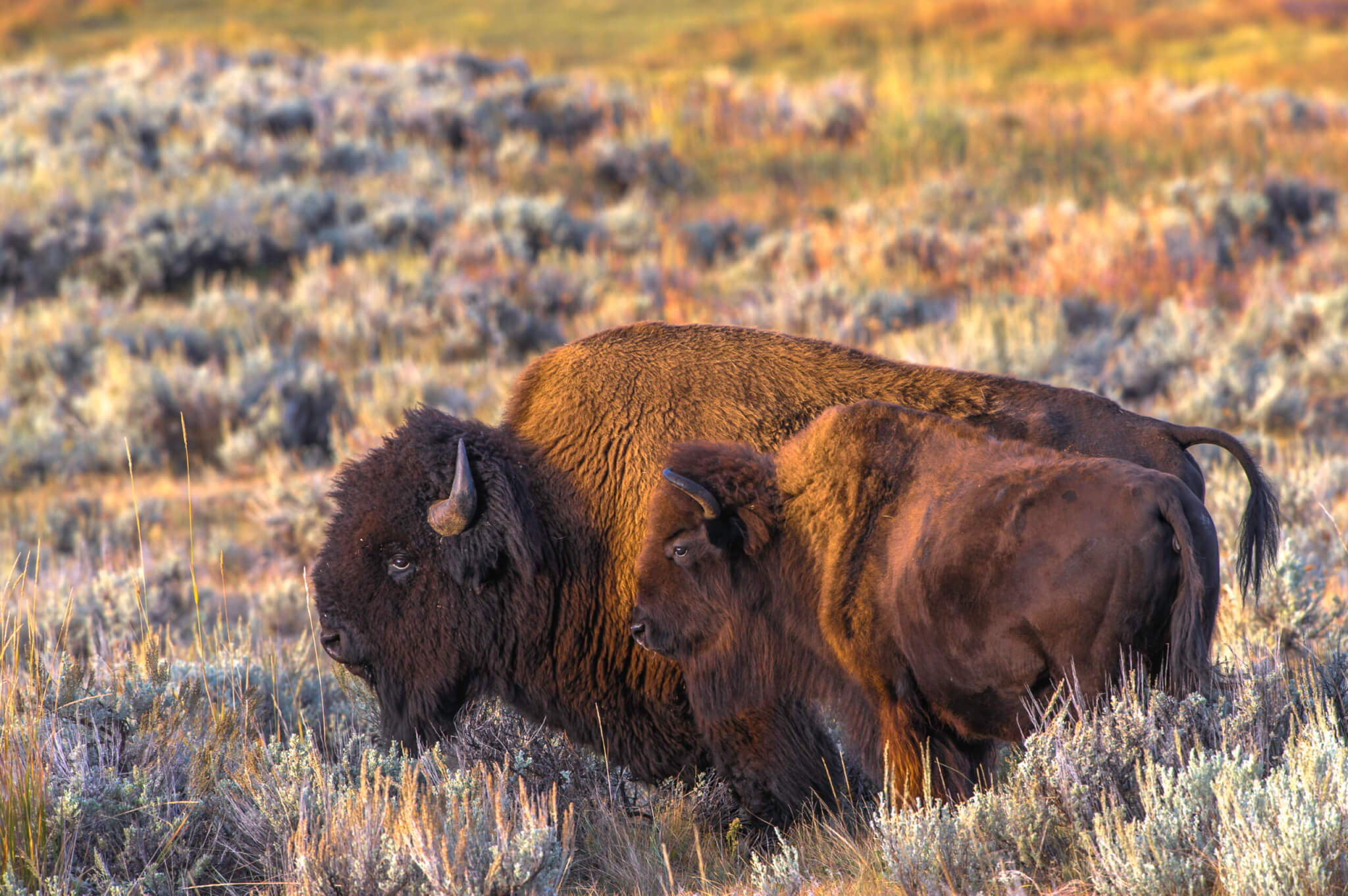 bison, mammal dna mapping could revolutionize medicine