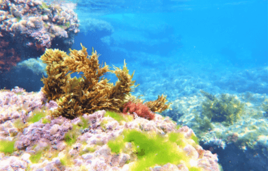 Underwater seaweed garden