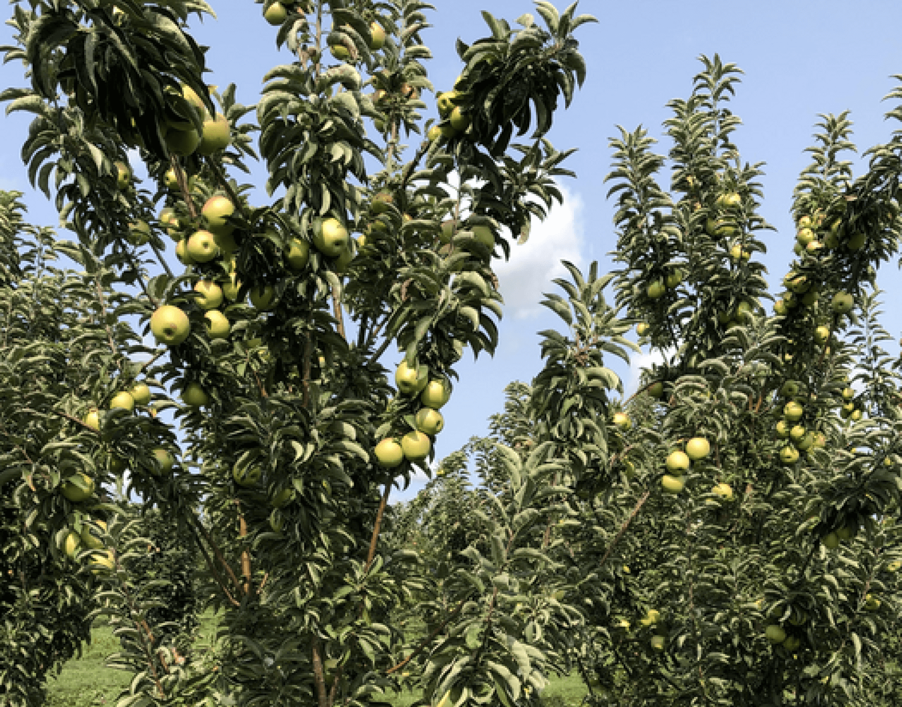 Expert advice about Growing Golden Delicious Apple Trees