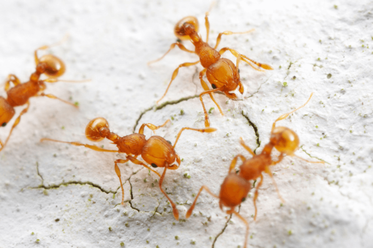 4 ants on sand