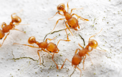 4 ants on sand