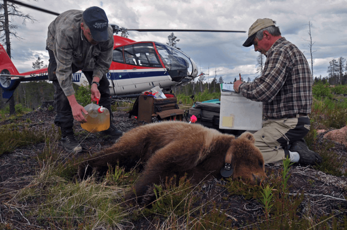 scientists studying a sleeping bear