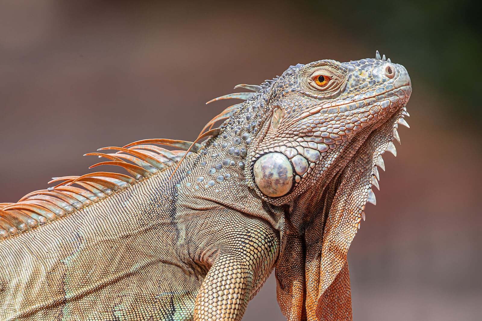 photo of an iguana