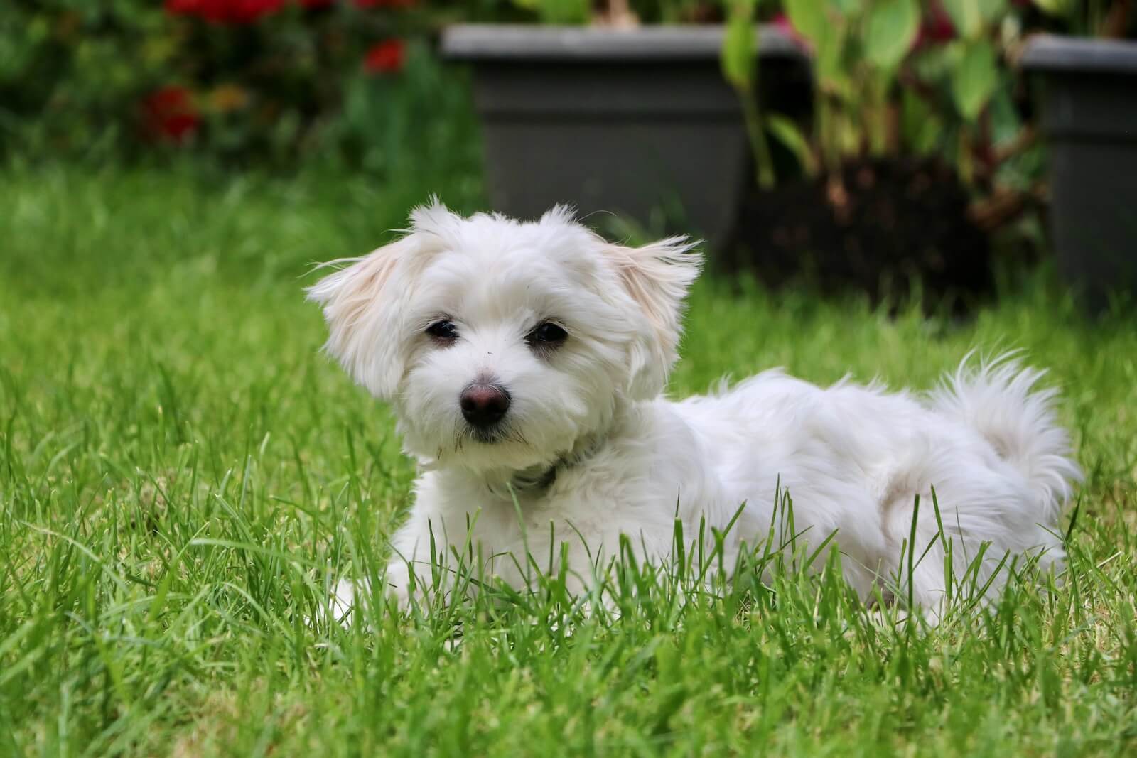 A Maltese laying in the grass