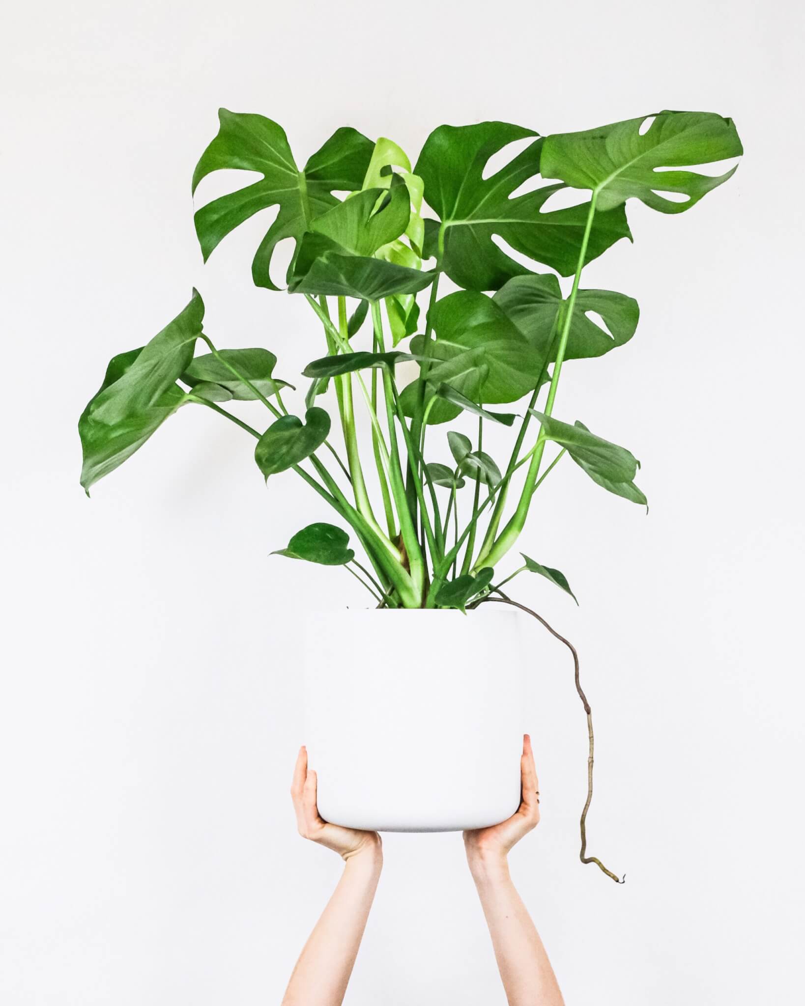 green plant in white pot held in hands 