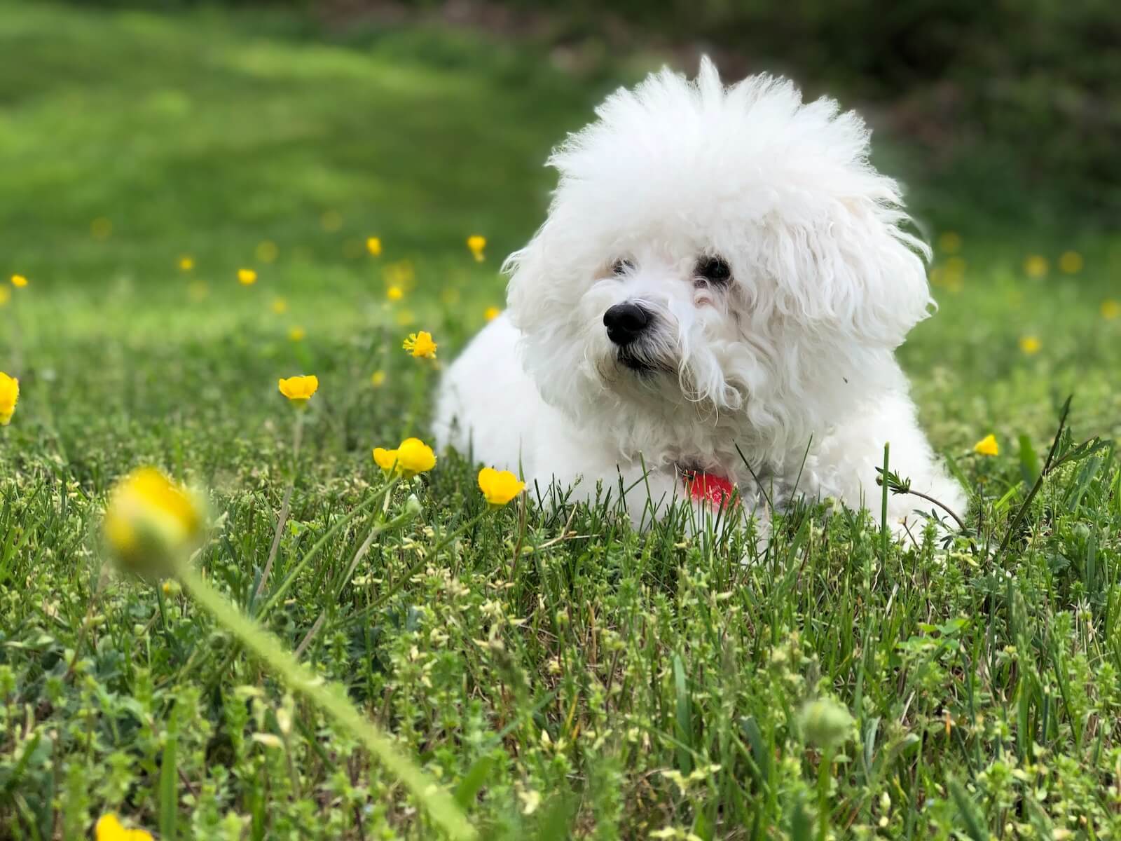 A Bichon Frise laying in the grass