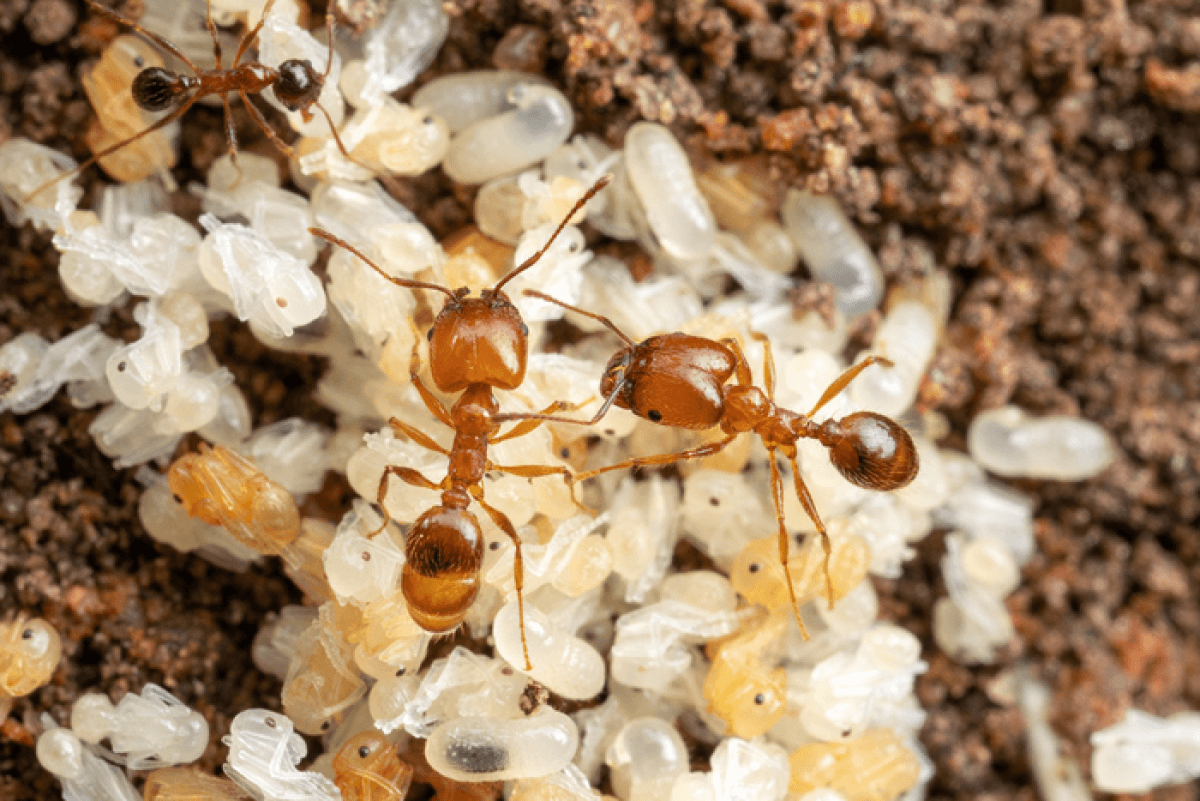 leaf litter ants