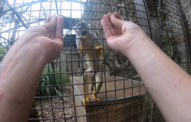 Researcher conducts a magic trick for a monkey in a cage