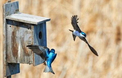 Two blue birds flying by a bird house