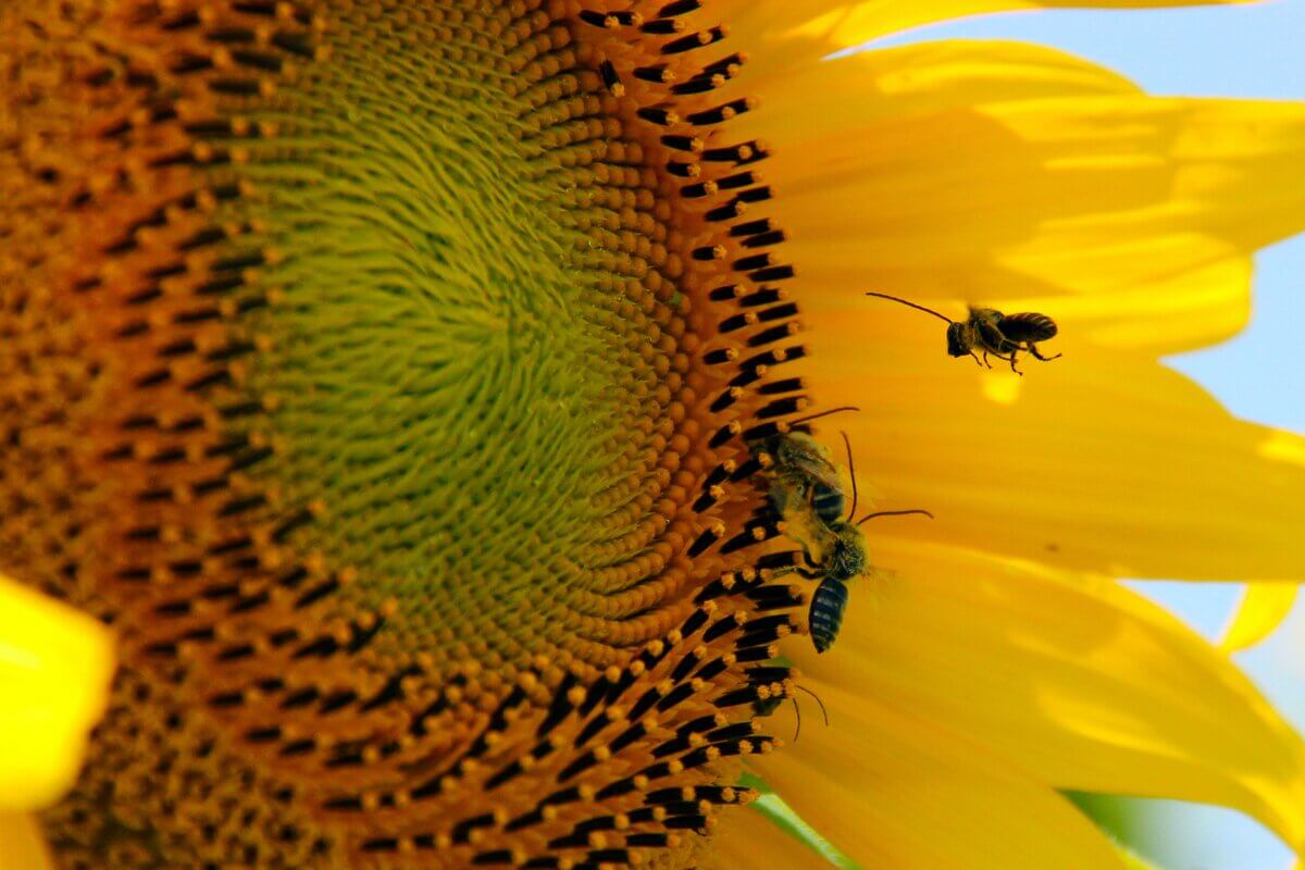 bees near a sunflower