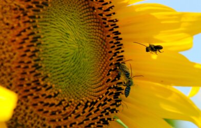bees near a sunflower