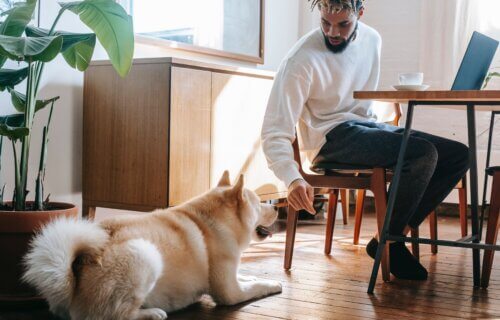Man working from home, sitting at table with computer while his dog sits on the floor near him