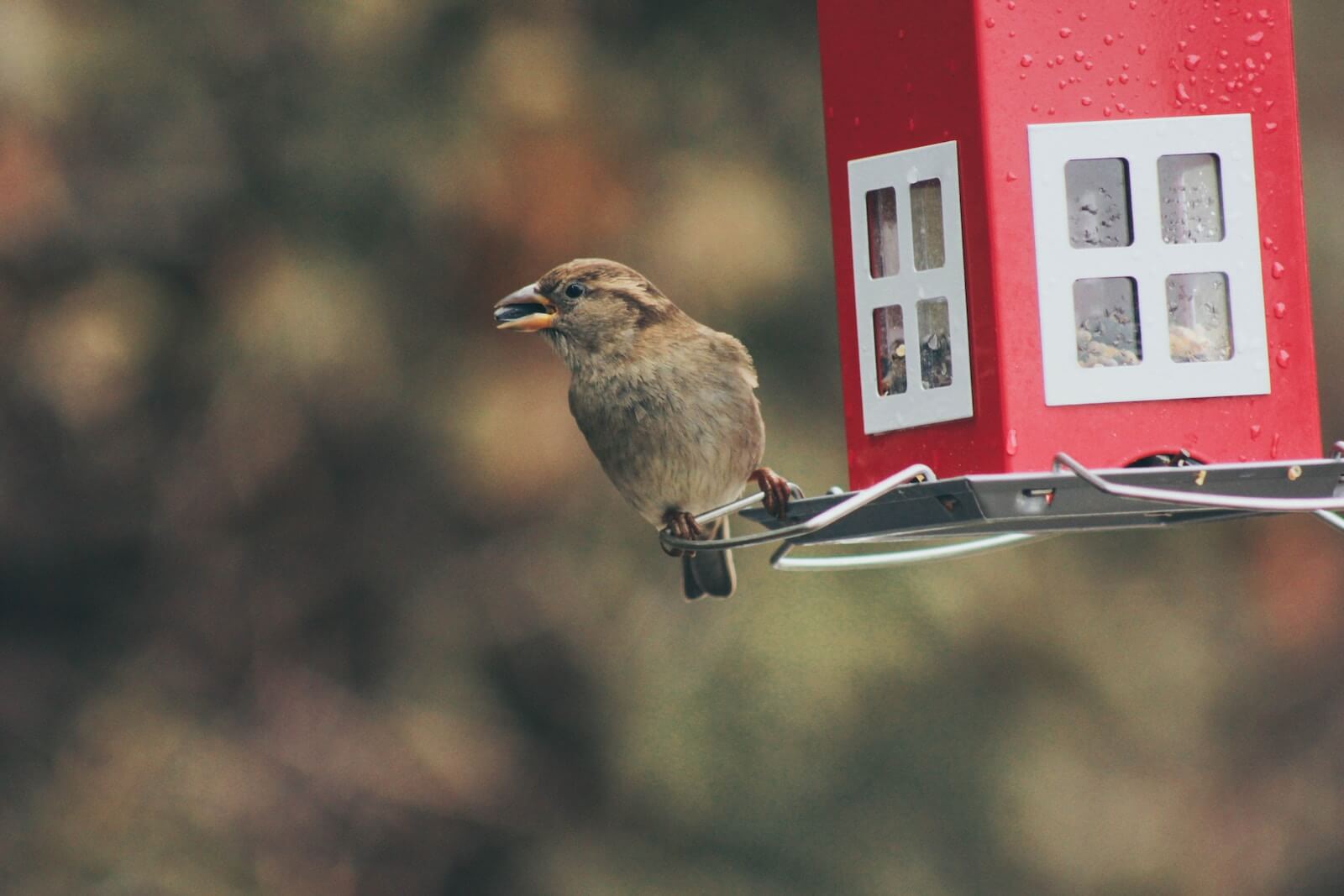 Bird perched beside a bird house