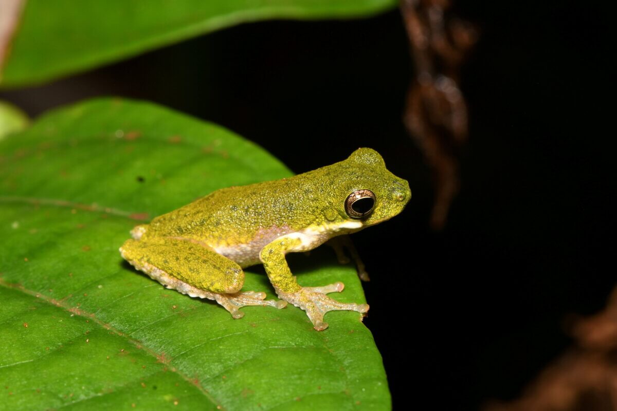 Litoria lisae frog species