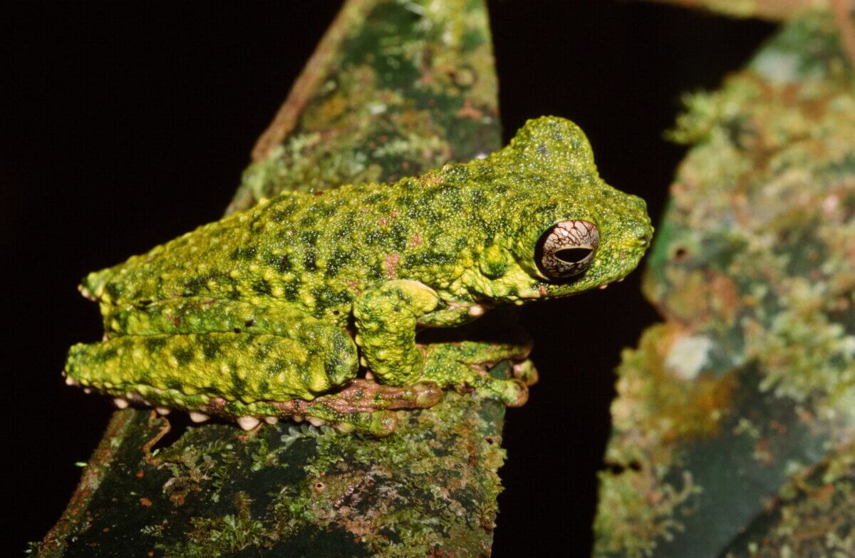Litoria haematogaster frog species