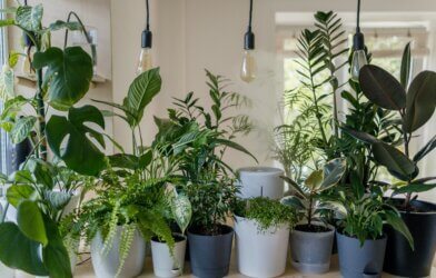several house plants in a row