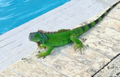 iguana by a pool