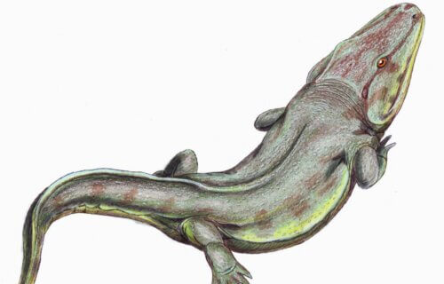 rendering of giant crocodile-like frog, fossil uncovered in South Africa