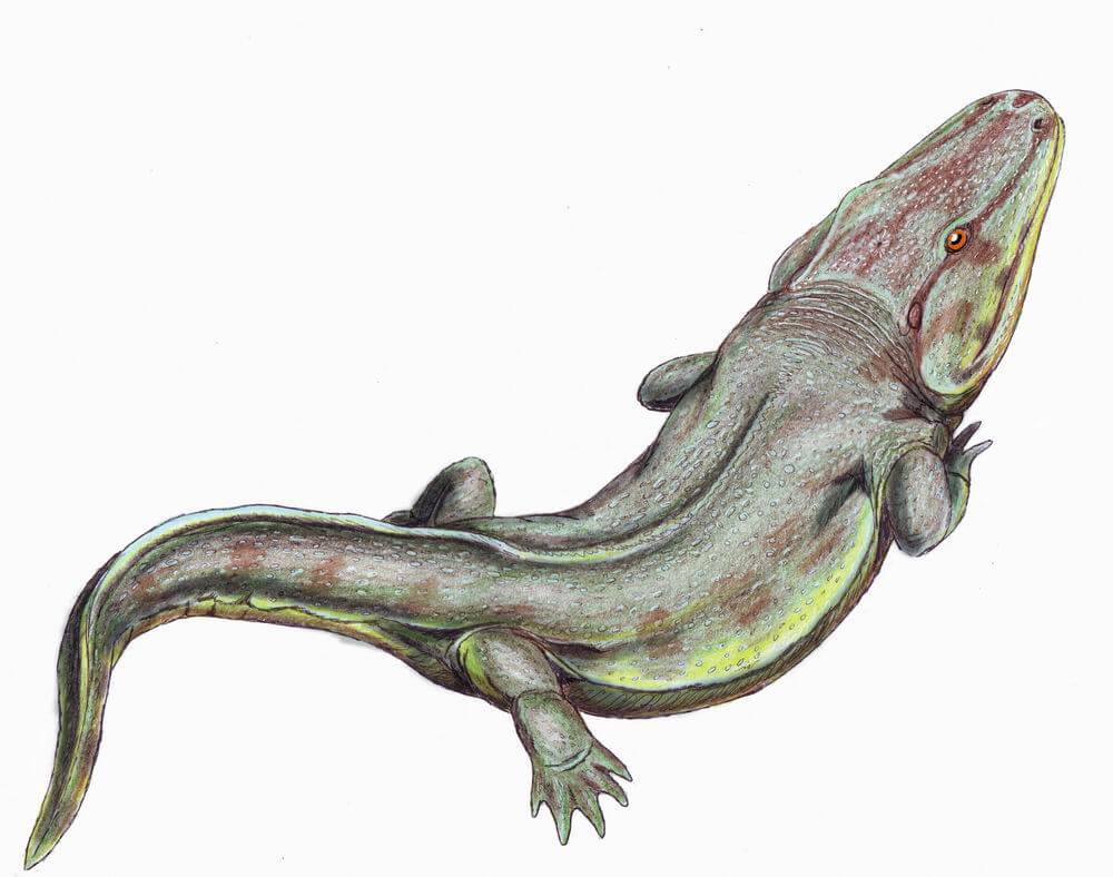 Alligator-human Hybrids - Hybrids out of History - Biology Dictionary