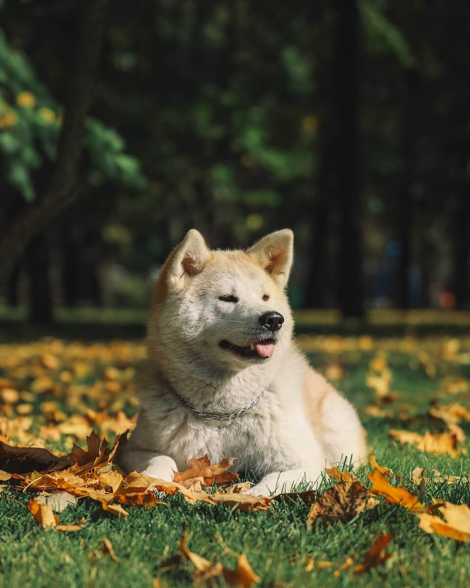 white and gray siberian husky lying on green grass field during daytime