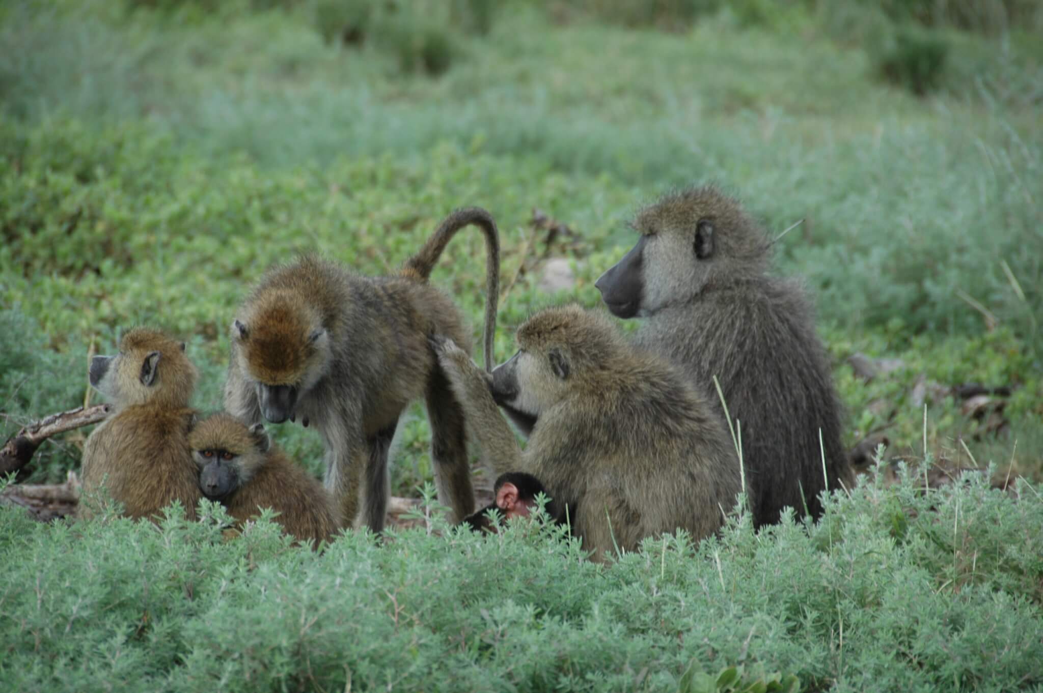 Two female baboons in Amboseli, Kenya, groom together,