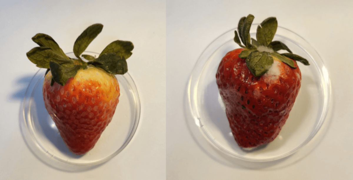 CBD coating on strawberries
