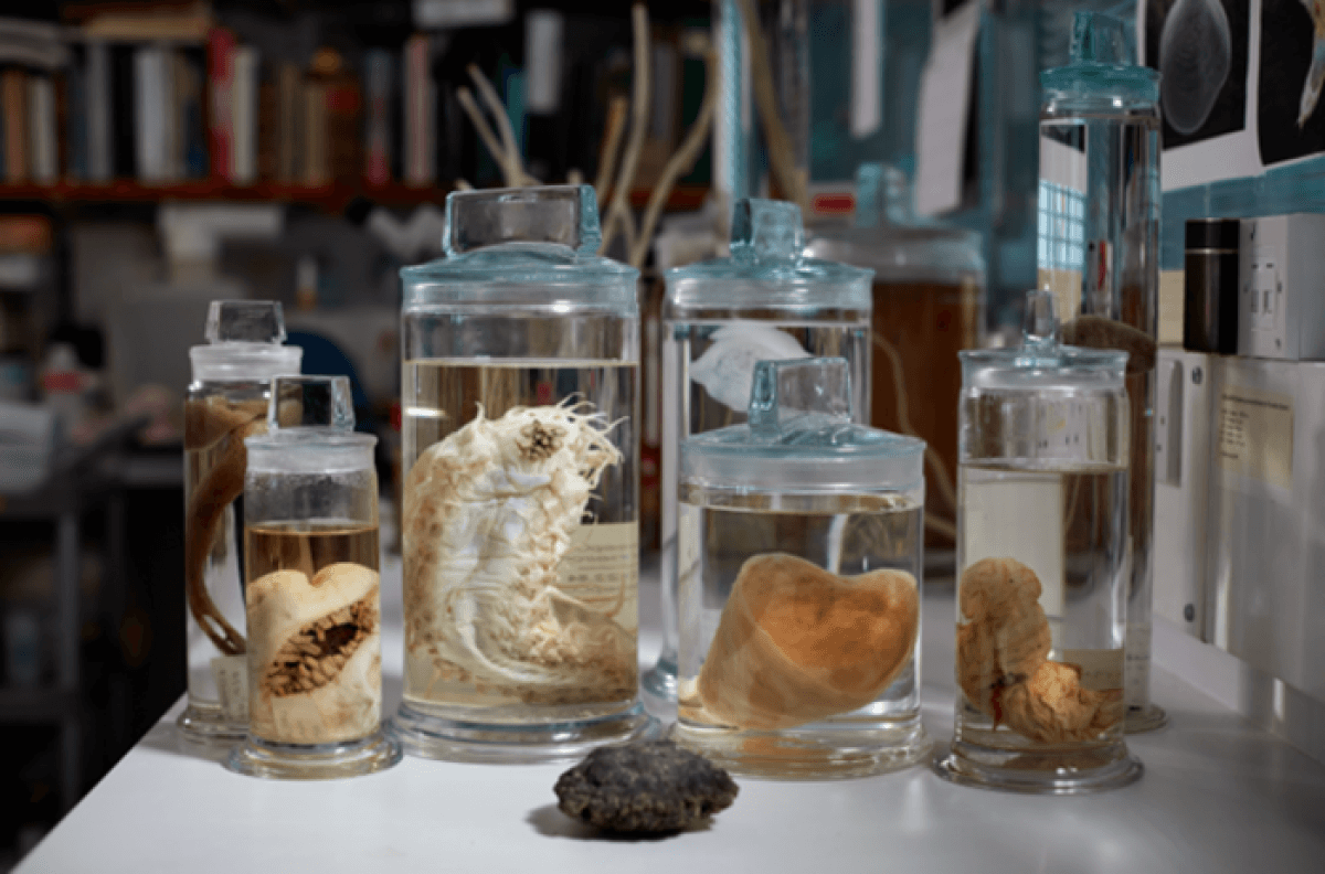 Deep Sea ocean life in museum jars