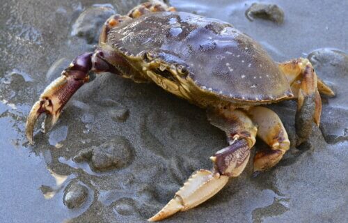 Dungeness crab on a beach