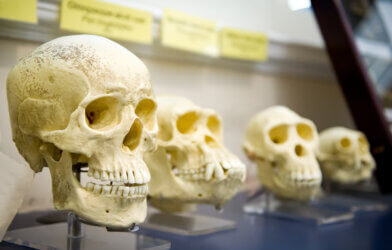 Four skulls in a raw showing humans evolution.