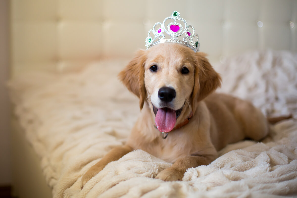 Golden Retriever dog wearing crownGolden Retriever dog wearing crown