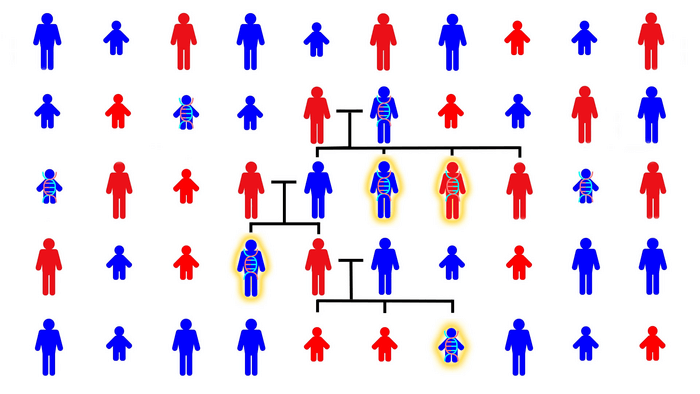 Chart of DNA inherited genes