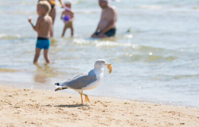 Seagull on the beach seaside carries a piece of bun