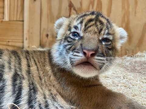 Unnamed tiger cub at Memphis Zoo