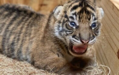 Unnamed tiger cub at Memphis Zoo