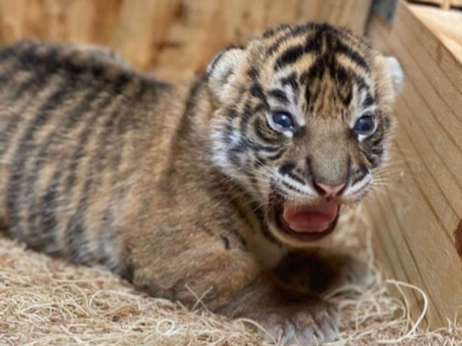 Watch: Rare newborn Sumatran tiger takes first steps at Memphis Zoo