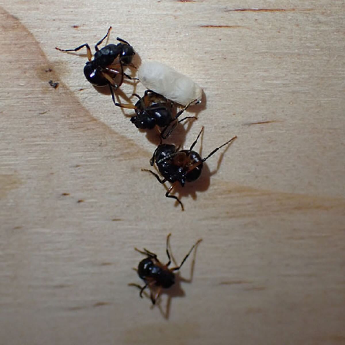 ants play dead