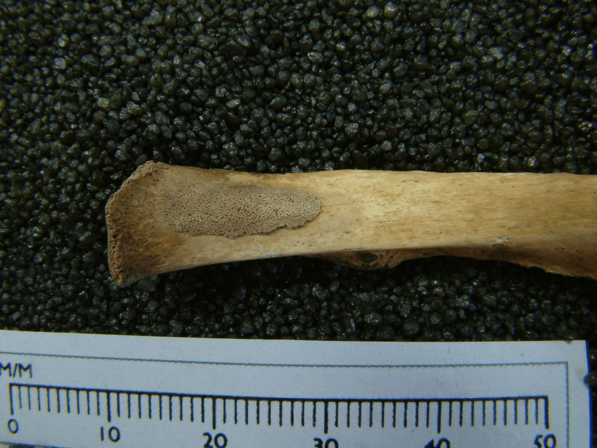 bone discovered at 19th century digsite