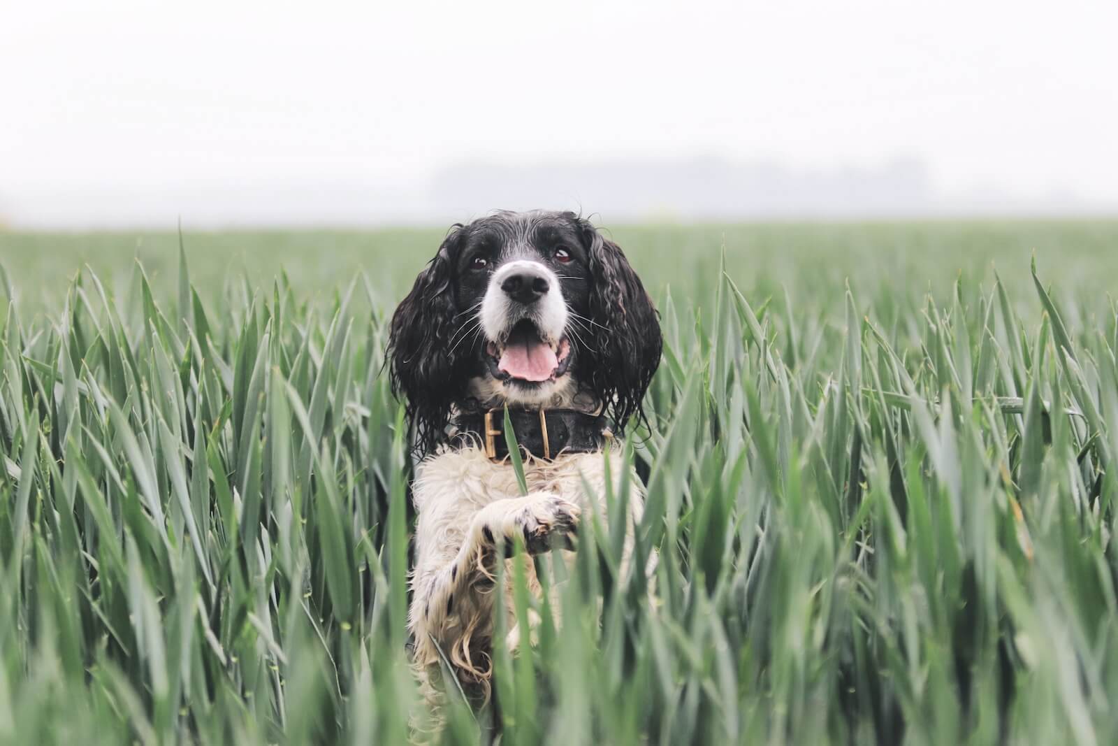 a black and white dog standing in a field of tall grass
