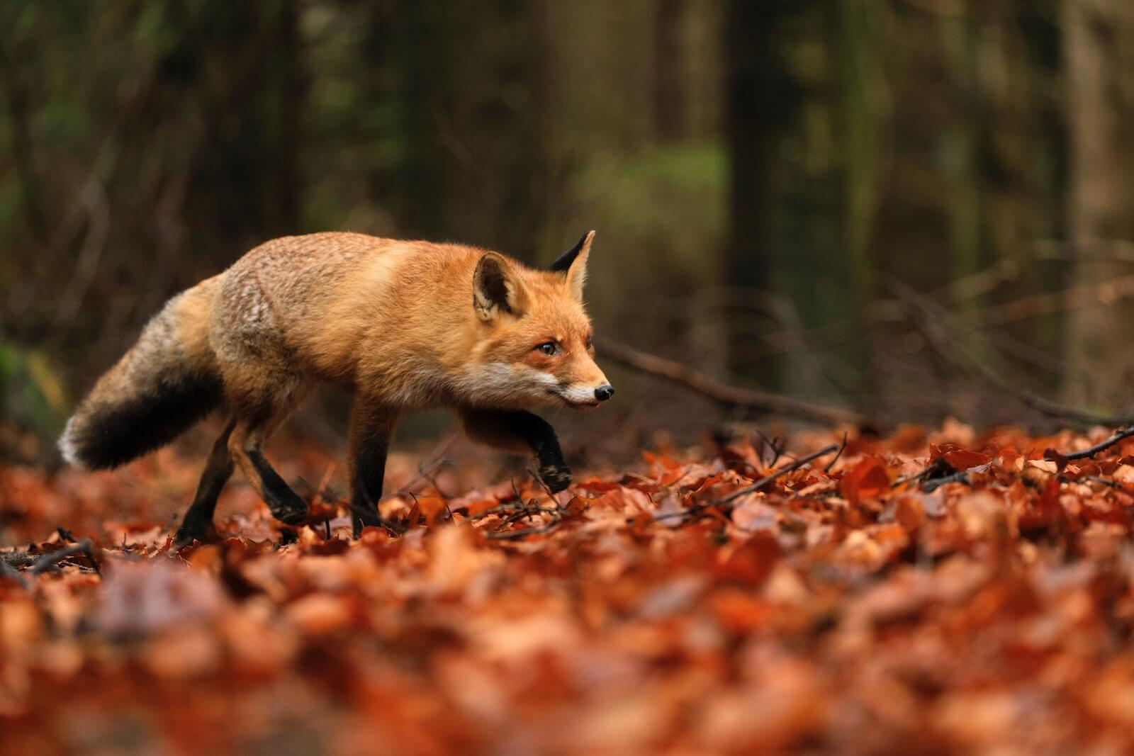 Brown fox walking on dried leaves