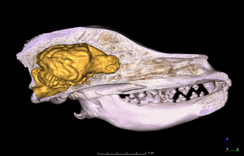 CT scan model of a dog brain
