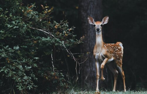 Young deer in the wild.