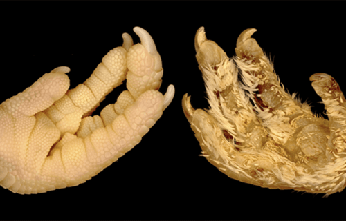 image of a feathered animal limb and a scaled limb