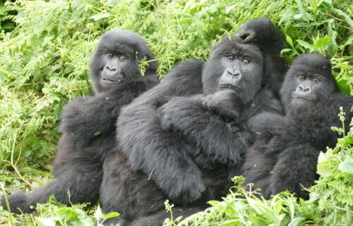 Three gorillas in a field